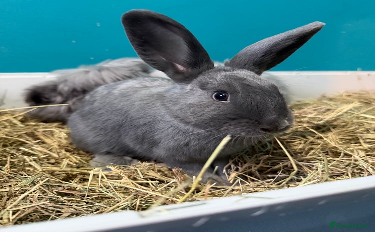 Mixed Breed rabbits English Angora x Rex Mixed - Advert 1