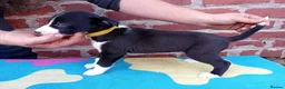 Mixed Breed dogs for sale: Lurcher pups (Collie x Whippet) - Advert 23