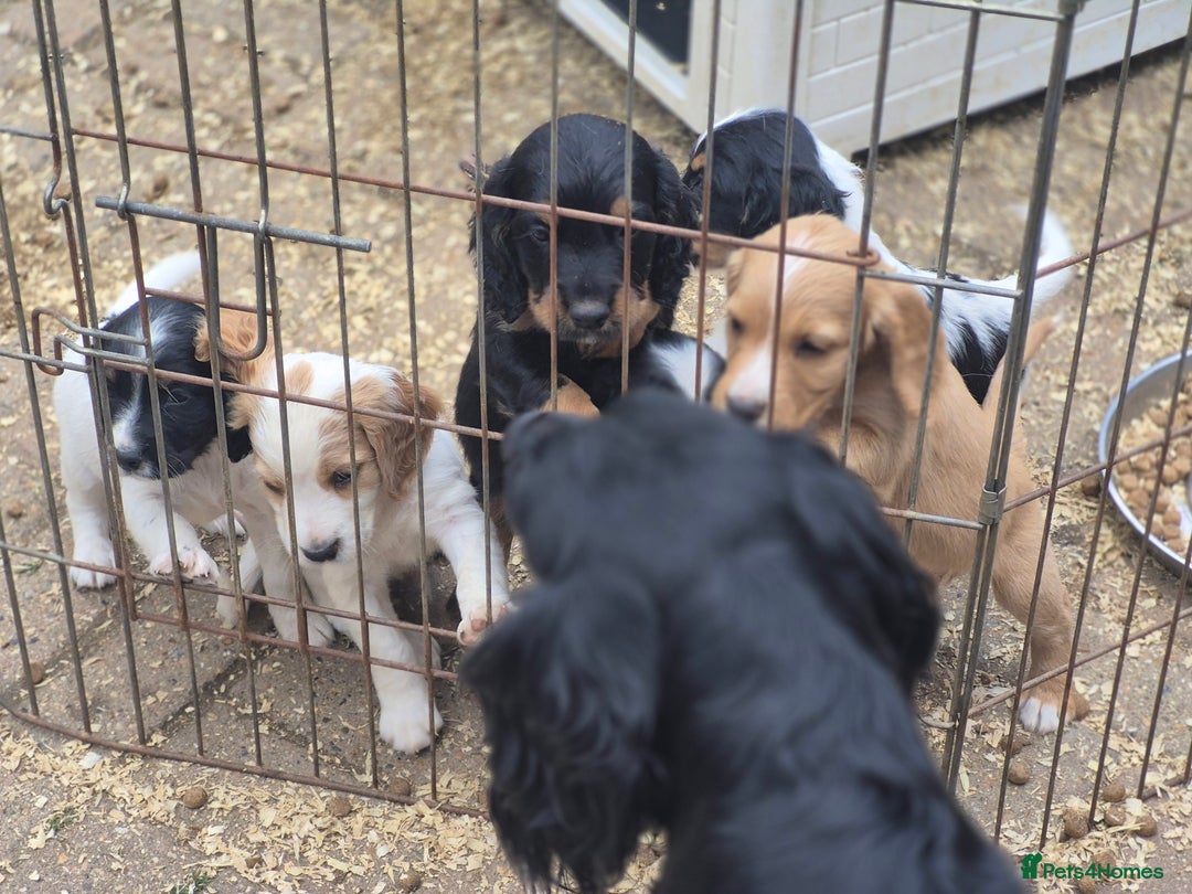 Cocker Spaniel dogs for sale: Working cocker spaniel  - Image 12