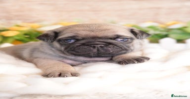 Pug dogs - Advert 2