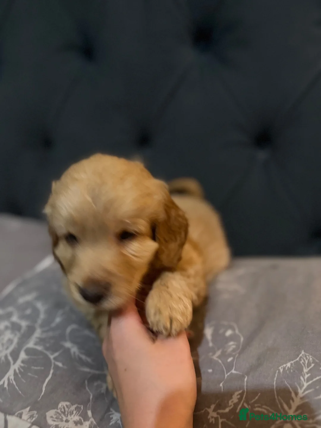 Cockapoo dogs for sale: F2 cockapoos for sale  - Advert 9