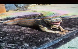 Mixed Breed dogs for sale: French staffys - Image 15