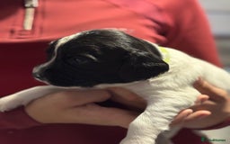 English Springer Spaniel dogs for sale: Working English springer spaniel puppies !!! - Image 8