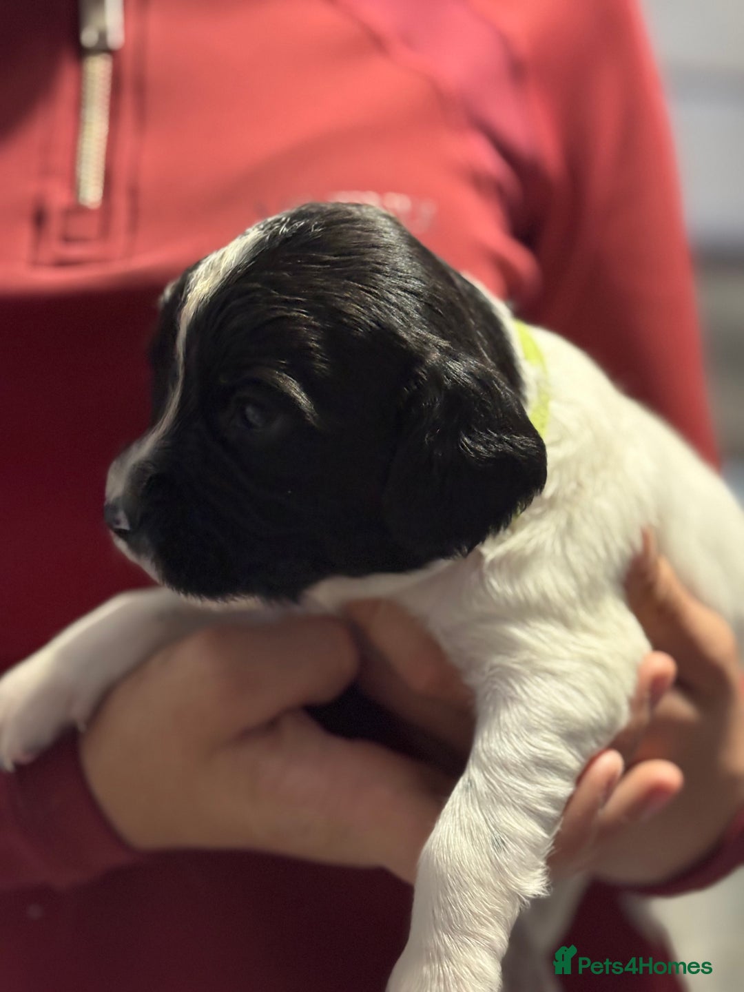 English Springer Spaniel dogs for sale: Working English springer spaniel puppies !!! - Image 8