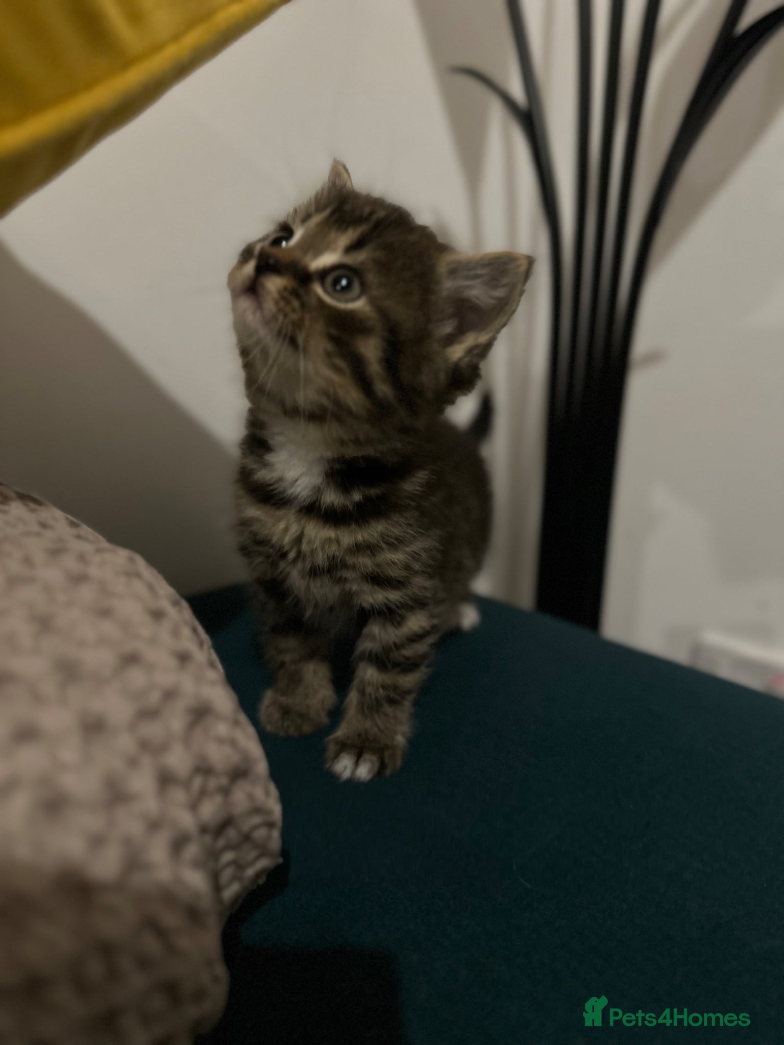 Mixed Breed cats Kittens - Advert 17