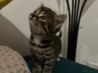 Mixed Breed cats Kittens - Advert 17