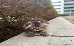 Scottish Fold cats for sale: Adorable Scottish fold kittens - Image 4