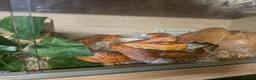 Corn Snake reptiles for sale: Freindy Corn snake  - Advert 1