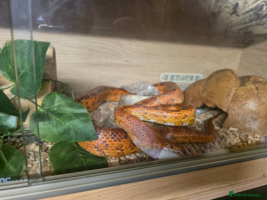 Corn Snake reptiles for sale: Freindy Corn snake  - Advert 1