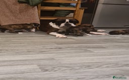 Boxer dogs for sale:  Puppies KC – Exceptional Champion Bloodlines 🐾 - Image 2