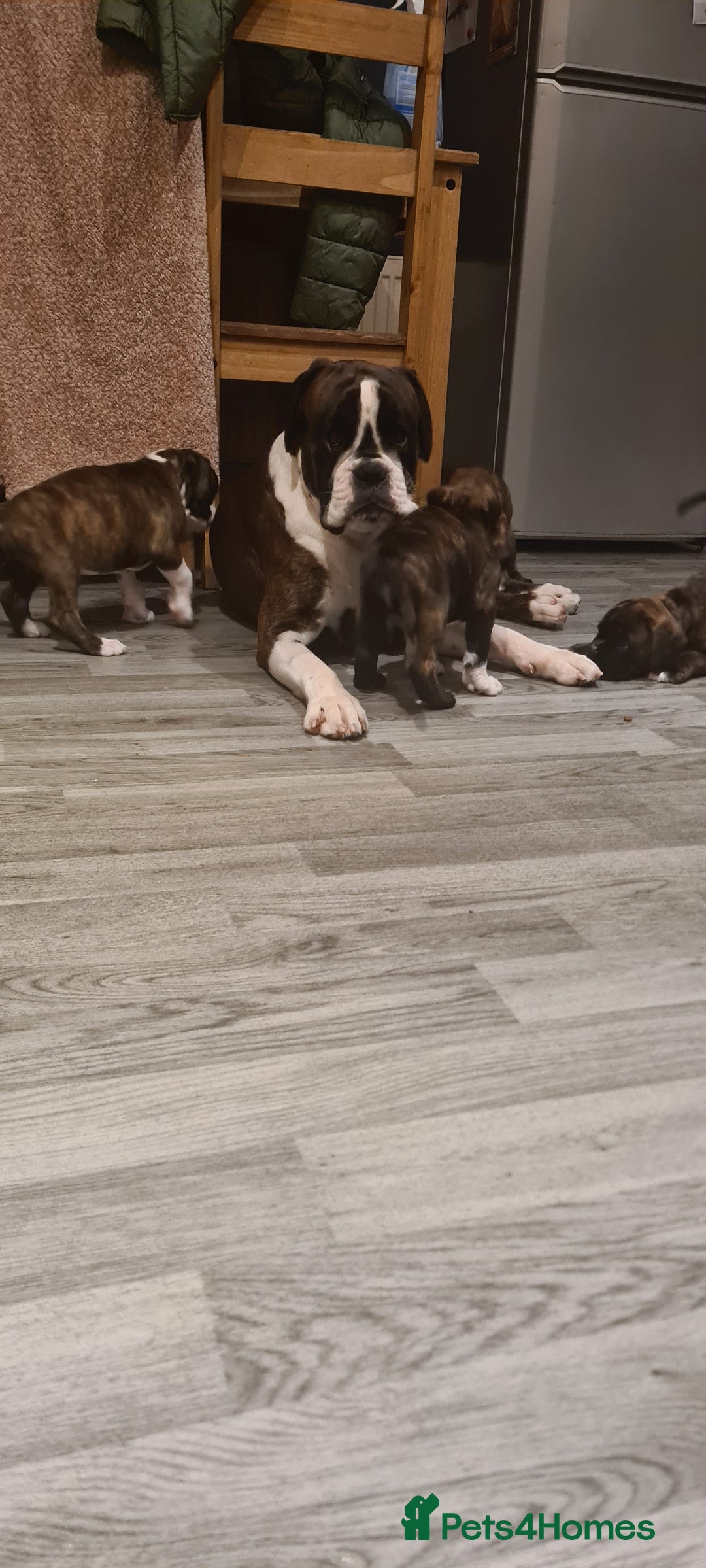 Boxer dogs for sale:  Puppies KC – Exceptional Champion Bloodlines 🐾 - Image 2