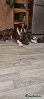 Boxer dogs - Advert 10
