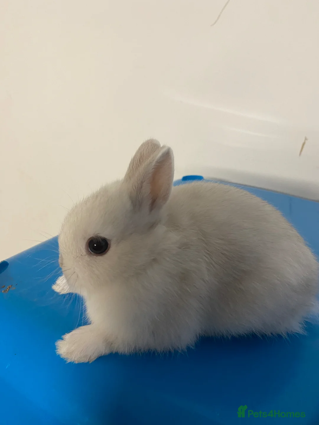 Netherland Dwarf rabbits for sale: Beautiful Netherland dwarf baby boy - Advert 1