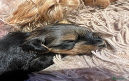 Yorkshire Terrier dogs for sale: Beautiful miniature Yorkie Biewer terriers - Image 13