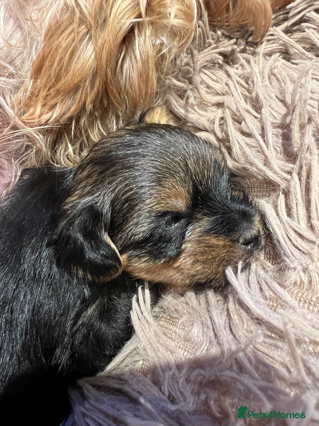 Yorkshire Terrier dogs for sale: Beautiful miniature Yorkie Biewer terriers - Image 13