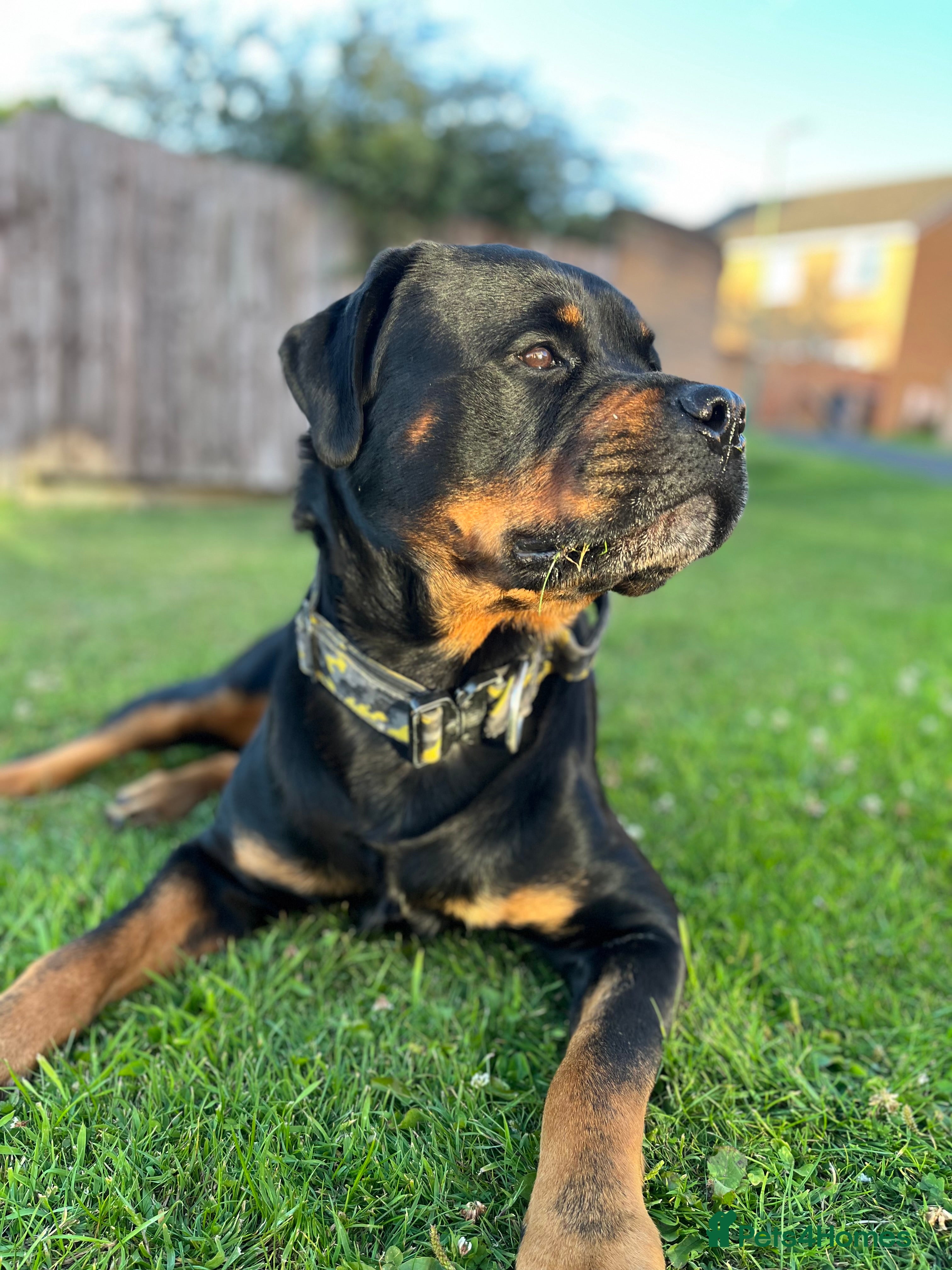 Rottweiler dogs Rottweiler for stud - Advert 1