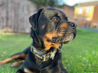 Rottweiler dogs for stud: Rottweiler for stud - Advert 1