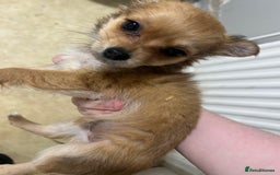 Pomchi dogs for sale: pomeranian mixed chihuahua girl pup  - Image 2