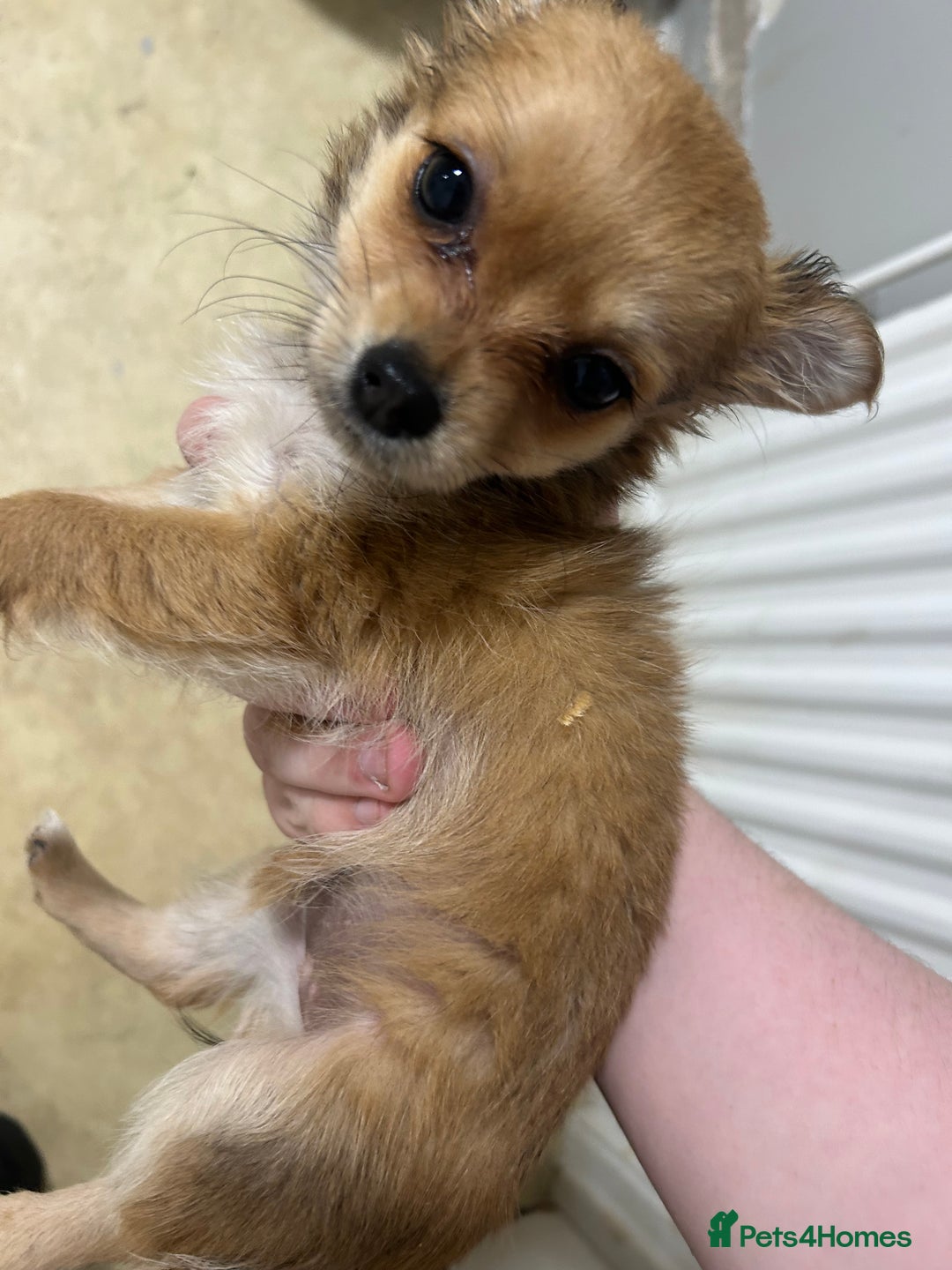 Pomchi dogs for sale: pomeranian mixed chihuahua girl pup  - Image 2