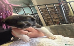 Mixed Breed dogs for sale: Beautiful lab cross Akita puppies available - Image 9