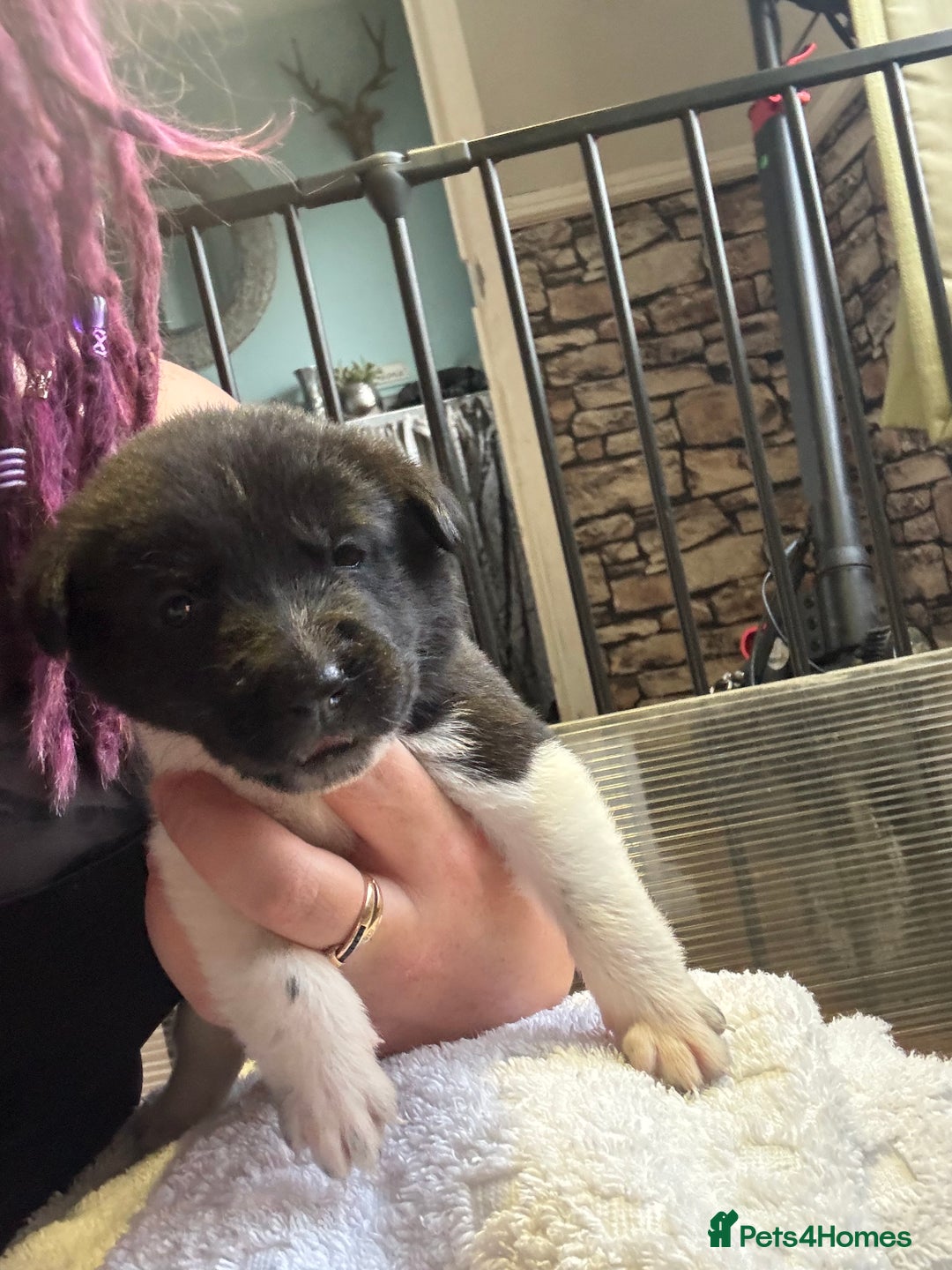 Mixed Breed dogs for sale: Beautiful lab cross Akita puppies available - Image 9