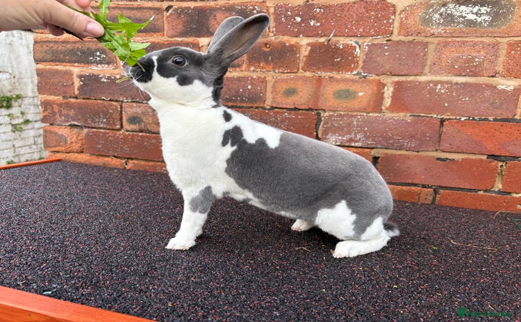 Rex rabbits - Advert 5