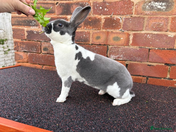 Rex rabbits - Advert 5