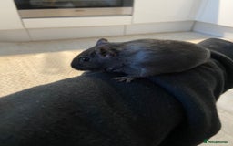 Gerbil rodents for sale: Female Gerbil for rehoming - Image 2