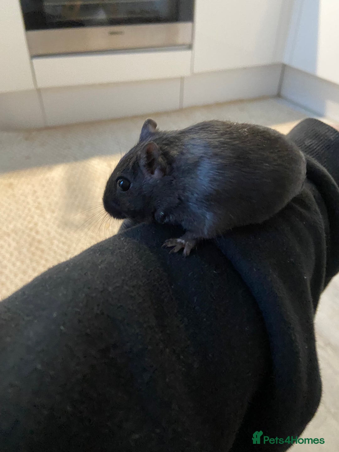 Gerbil rodents for sale: Female Gerbil for rehoming - Image 2