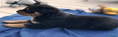 Rottweiler 2