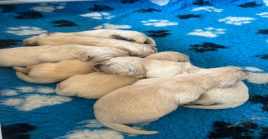Golden Retriever dogs - Advert 4