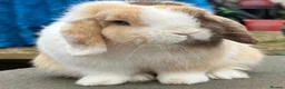 Mini Lop rabbits for sale: Chocolate Harli extreme blue eyed  - Advert 11