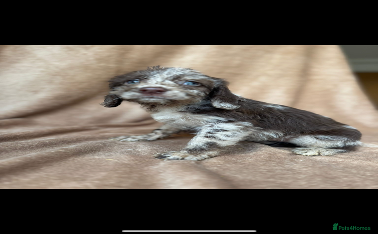 Cockapoo dogs - Advert 6