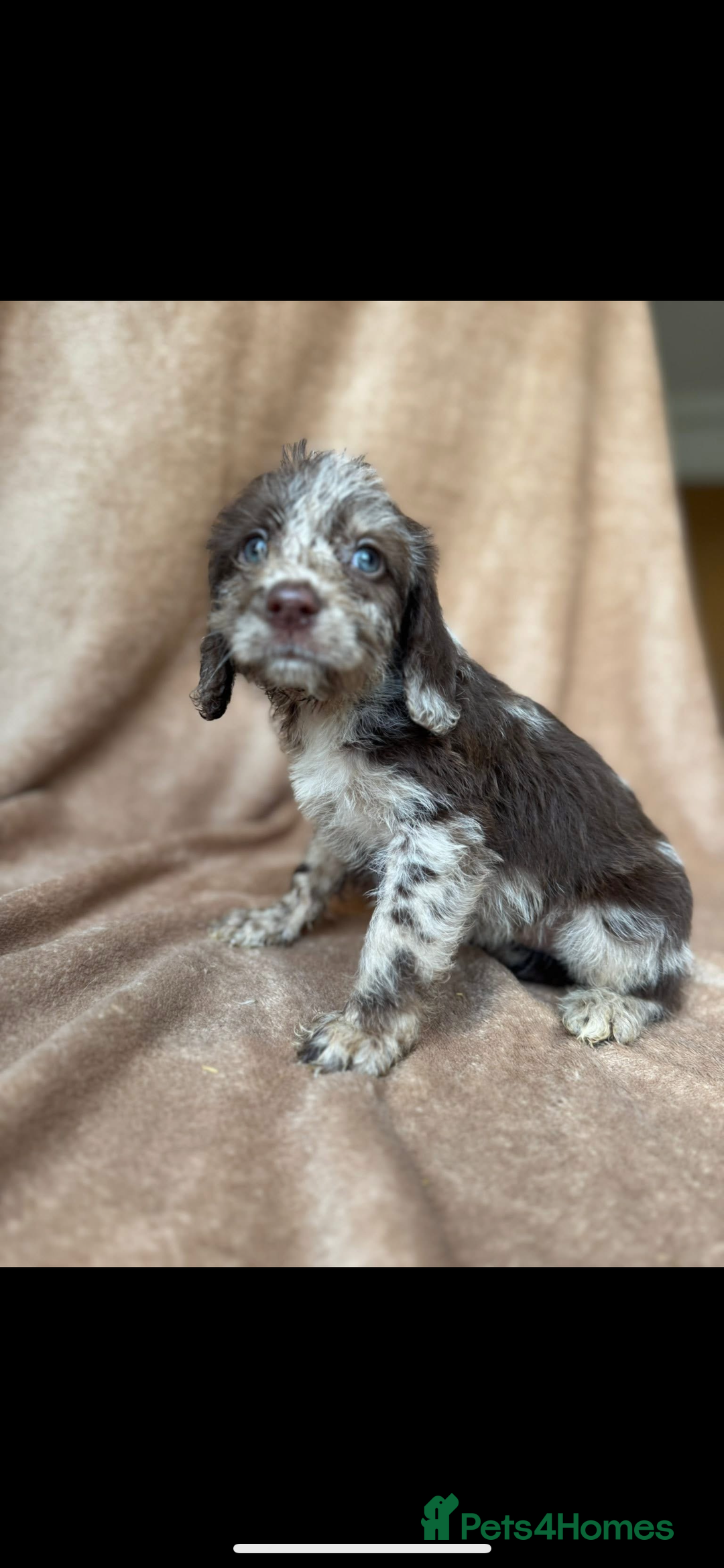 Cockapoo dogs for sale: F1 cockapoos  - Image 11