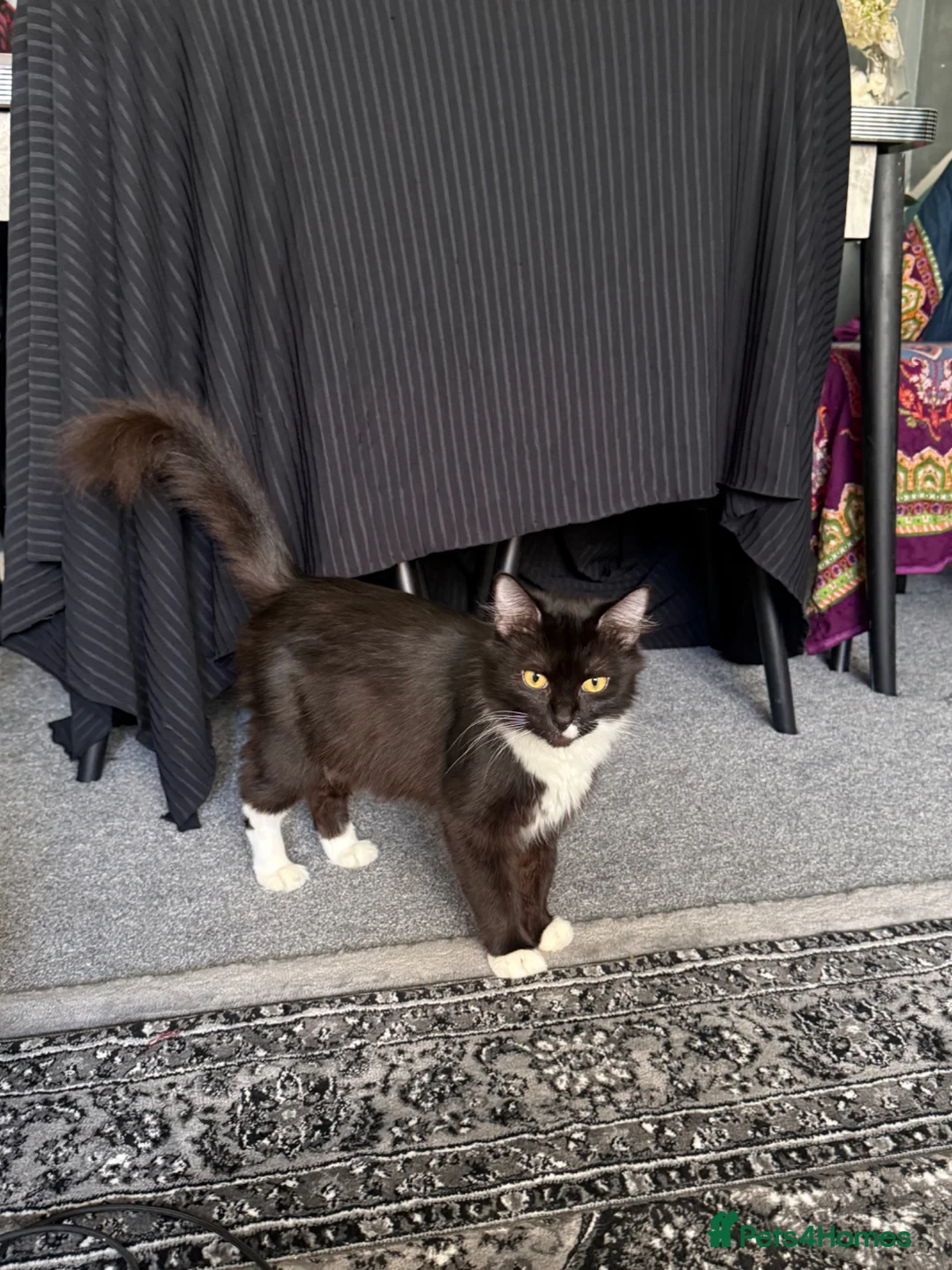 Maine Coon cats for sale: Maine Coon x British Shorthair Kittens  - Advert 39