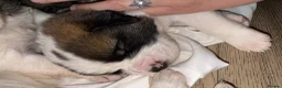 Saint Bernard dogs for sale: ONLY FEMALES LEFT!Saint Bernard Puppies For Sale🐶 - Advert 8