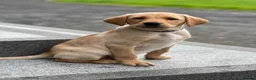 Labrador Retriever dogs for sale: 2 male Labradors - Advert 2