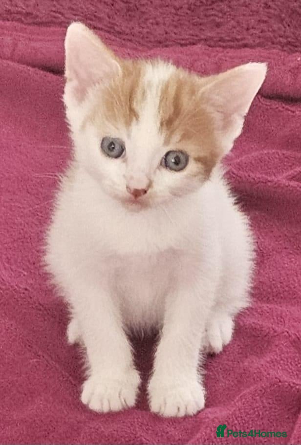 Mixed Breed cats Kittens looking for new home. - Advert 8
