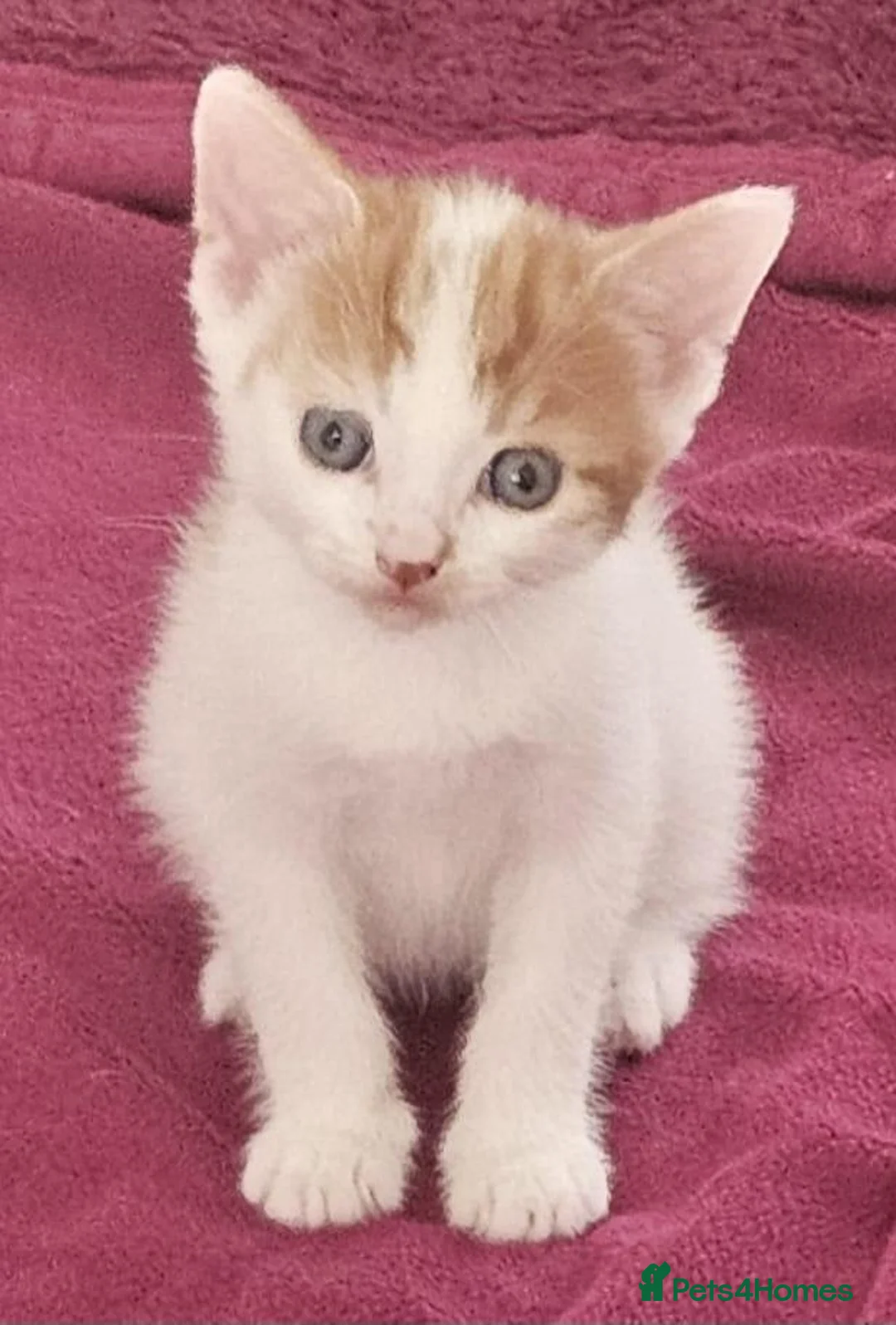 Mixed Breed cats for sale: Kittens looking for new home. - Advert 1