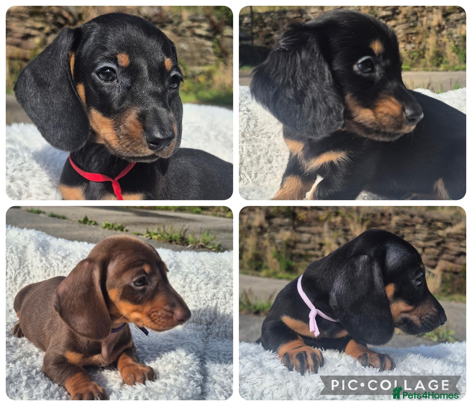 Miniature Dachshund dogs **GIRLS** PRA CLEAR MINIATURE DACHSHUND PUPPIES - Advert 2