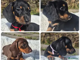 Miniature Dachshund dogs **GIRLS** PRA CLEAR MINIATURE DACHSHUND PUPPIES - Advert 2