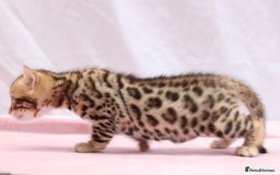 Bengal cats for sale: 🔥Absolute stunning Bengals for reservation🔥 - Image 10