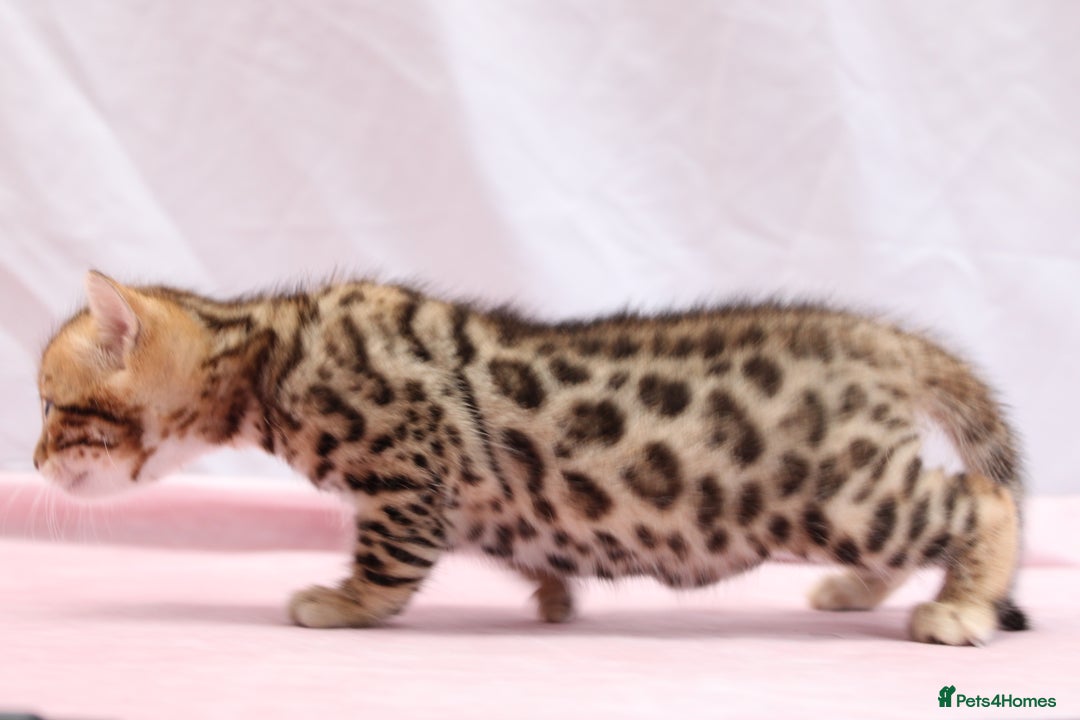 Bengal cats for sale: 🔥Absolute stunning Bengals for reservation🔥 - Image 10