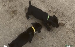 Mixed Breed dogs for sale: READY TO GO! Jack Russell x Cocker Spaniel pups  - Image 12