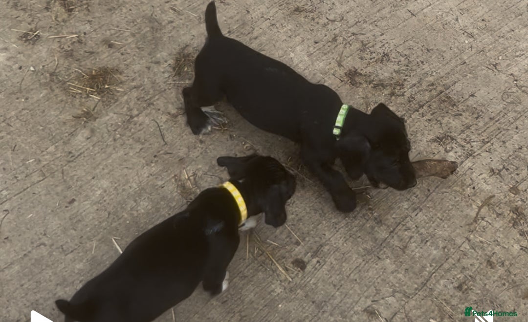 Mixed Breed dogs for sale: READY TO GO! Jack Russell x Cocker Spaniel pups  - Image 12