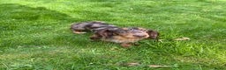 Miniature Dachshund dogs for stud: STUNNING CUPID AVAILABLE AT STUD - Advert 2