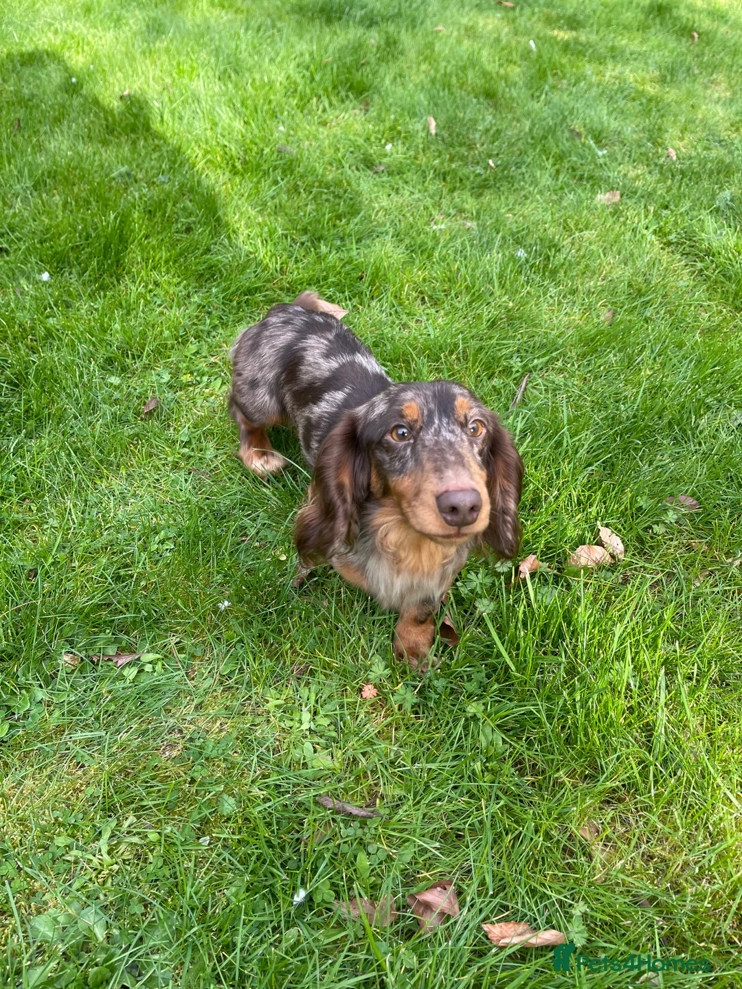 Miniature Dachshund dogs for stud: STUNNING CUPID AVAILABLE AT STUD - Advert 2