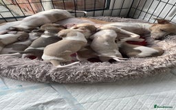 Whippet dogs for sale: Whippet pups  - Image 12