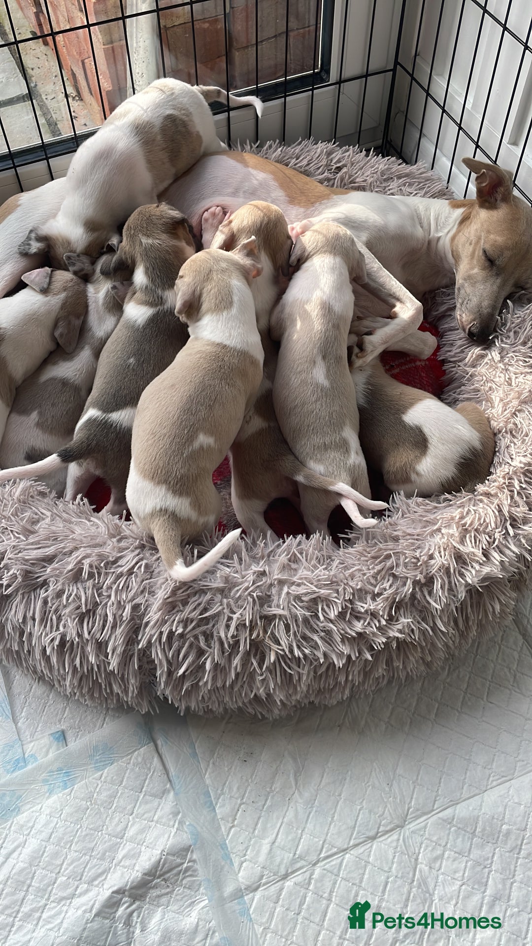 Whippet dogs for sale: Whippet pups  - Image 12