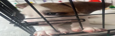 American Bulldog 3